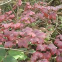 Viburnum opulus 'Roseum 'automne